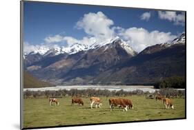 Hereford Cattle in Dart River Valley Near Glenorchy, Queenstown, South Island, New Zealand, Pacific-Nick Servian-Mounted Photographic Print