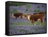 Hereford Cattle in Meadow of Bluebonnets, Texas Hill Country, Texas, USA-Adam Jones-Framed Stretched Canvas