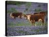 Hereford Cattle in Meadow of Bluebonnets, Texas Hill Country, Texas, USA-Adam Jones-Stretched Canvas