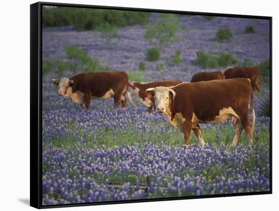 Hereford Cattle in Meadow of Bluebonnets, Texas Hill Country, Texas, USA-Adam Jones-Framed Stretched Canvas