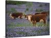 Hereford Cattle in Meadow of Bluebonnets, Texas Hill Country, Texas, USA-Adam Jones-Stretched Canvas