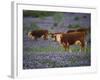 Hereford Cattle in Meadow of Bluebonnets, Texas Hill Country, Texas, USA-Adam Jones-Framed Photographic Print