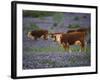 Hereford Cattle in Meadow of Bluebonnets, Texas Hill Country, Texas, USA-Adam Jones-Framed Photographic Print