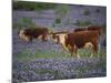 Hereford Cattle in Meadow of Bluebonnets, Texas Hill Country, Texas, USA-Adam Jones-Mounted Photographic Print