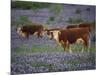 Hereford Cattle in Meadow of Bluebonnets, Texas Hill Country, Texas, USA-Adam Jones-Mounted Photographic Print