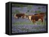 Hereford Cattle in Meadow of Bluebonnets, Texas Hill Country, Texas, USA-Adam Jones-Framed Stretched Canvas