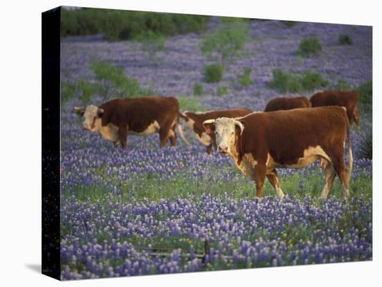 Hereford Cattle in Meadow of Bluebonnets, Texas Hill Country, Texas, USA-Adam Jones-Stretched Canvas