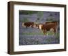 Hereford Cattle in Meadow of Bluebonnets, Texas Hill Country, Texas, USA-Adam Jones-Framed Photographic Print