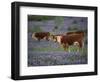 Hereford Cattle in Meadow of Bluebonnets, Texas Hill Country, Texas, USA-Adam Jones-Framed Photographic Print
