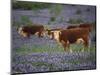 Hereford Cattle in Meadow of Bluebonnets, Texas Hill Country, Texas, USA-Adam Jones-Mounted Photographic Print