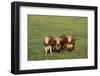 Hereford Cattle-DLILLC-Framed Photographic Print