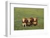Hereford Cattle-DLILLC-Framed Photographic Print