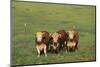 Hereford Cattle-DLILLC-Mounted Photographic Print