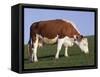 Hereford Cow Grazing on Hillside, Chalk Farm, Willingdon, East Sussex, England-Ian Griffiths-Framed Stretched Canvas