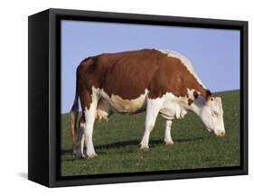 Hereford Cow Grazing on Hillside, Chalk Farm, Willingdon, East Sussex, England-Ian Griffiths-Framed Stretched Canvas