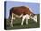 Hereford Cow Grazing on Hillside, Chalk Farm, Willingdon, East Sussex, England-Ian Griffiths-Stretched Canvas