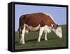 Hereford Cow Grazing on Hillside, Chalk Farm, Willingdon, East Sussex, England-Ian Griffiths-Framed Stretched Canvas