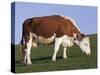 Hereford Cow Grazing on Hillside, Chalk Farm, Willingdon, East Sussex, England-Ian Griffiths-Stretched Canvas