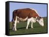 Hereford Cow Grazing on Hillside, Chalk Farm, Willingdon, East Sussex, England-Ian Griffiths-Framed Stretched Canvas