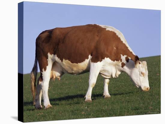 Hereford Cow Grazing on Hillside, Chalk Farm, Willingdon, East Sussex, England-Ian Griffiths-Stretched Canvas