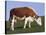 Hereford Cow Grazing on Hillside, Chalk Farm, Willingdon, East Sussex, England-Ian Griffiths-Stretched Canvas