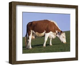 Hereford Cow Grazing on Hillside, Chalk Farm, Willingdon, East Sussex, England-Ian Griffiths-Framed Photographic Print