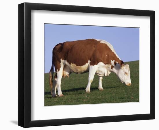 Hereford Cow Grazing on Hillside, Chalk Farm, Willingdon, East Sussex, England-Ian Griffiths-Framed Photographic Print