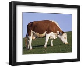 Hereford Cow Grazing on Hillside, Chalk Farm, Willingdon, East Sussex, England-Ian Griffiths-Framed Photographic Print