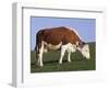 Hereford Cow Grazing on Hillside, Chalk Farm, Willingdon, East Sussex, England-Ian Griffiths-Framed Photographic Print