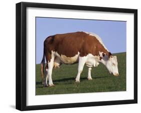 Hereford Cow Grazing on Hillside, Chalk Farm, Willingdon, East Sussex, England-Ian Griffiths-Framed Photographic Print