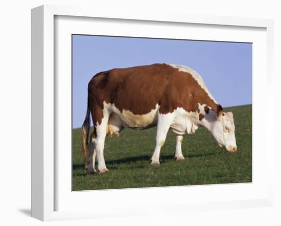 Hereford Cow Grazing on Hillside, Chalk Farm, Willingdon, East Sussex, England-Ian Griffiths-Framed Photographic Print