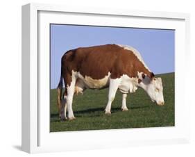 Hereford Cow Grazing on Hillside, Chalk Farm, Willingdon, East Sussex, England-Ian Griffiths-Framed Photographic Print