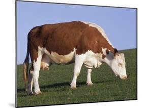 Hereford Cow Grazing on Hillside, Chalk Farm, Willingdon, East Sussex, England-Ian Griffiths-Mounted Photographic Print