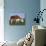 Hereford Cow Grazing on Hillside, Chalk Farm, Willingdon, East Sussex, England-Ian Griffiths-Photographic Print displayed on a wall