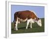 Hereford Cow Grazing on Hillside, Chalk Farm, Willingdon, East Sussex, England-Ian Griffiths-Framed Photographic Print