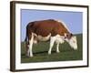 Hereford Cow Grazing on Hillside, Chalk Farm, Willingdon, East Sussex, England-Ian Griffiths-Framed Photographic Print