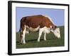 Hereford Cow Grazing on Hillside, Chalk Farm, Willingdon, East Sussex, England-Ian Griffiths-Framed Photographic Print