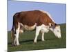 Hereford Cow Grazing on Hillside, Chalk Farm, Willingdon, East Sussex, England-Ian Griffiths-Mounted Photographic Print