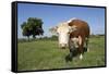 Hereford Cow-Linda Wright-Framed Stretched Canvas