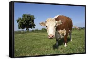 Hereford Cow-Linda Wright-Framed Stretched Canvas