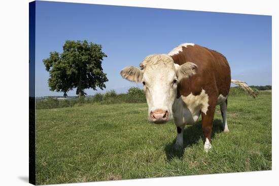 Hereford Cow-Linda Wright-Stretched Canvas