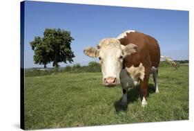 Hereford Cow-Linda Wright-Stretched Canvas