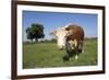 Hereford Cow-Linda Wright-Framed Photographic Print