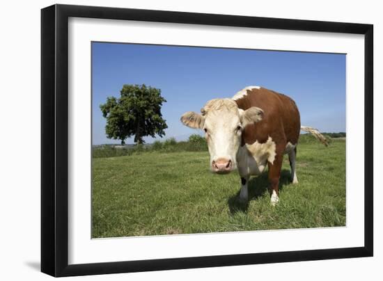 Hereford Cow-Linda Wright-Framed Photographic Print