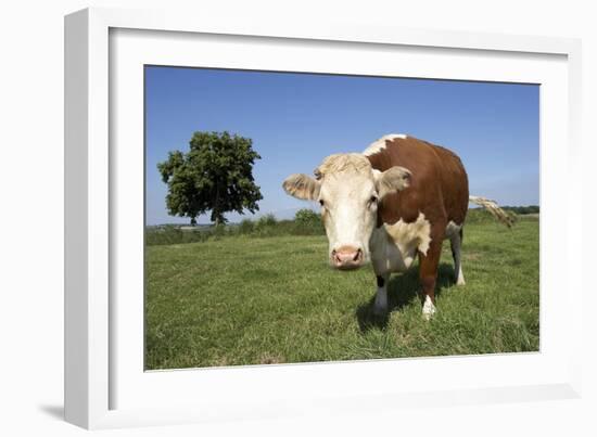 Hereford Cow-Linda Wright-Framed Photographic Print