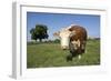 Hereford Cow-Linda Wright-Framed Photographic Print