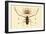 Herlequin Beetle, 1833-39-null-Framed Giclee Print