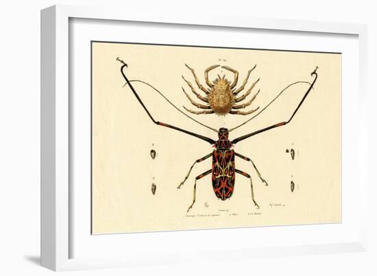 Herlequin Beetle, 1833-39-null-Framed Giclee Print