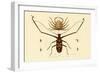 Herlequin Beetle, 1833-39-null-Framed Giclee Print