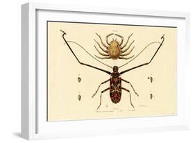 Herlequin Beetle, 1833-39-null-Framed Giclee Print